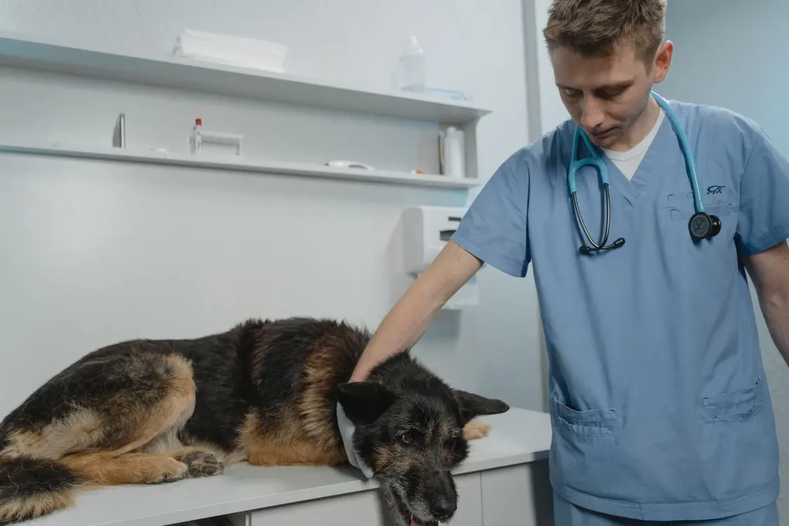 Một kỹ thuật viên thú y mặc scrubs xanh đang bình tĩnh khám cho một chú chó đang thư giãn trên bàn khám