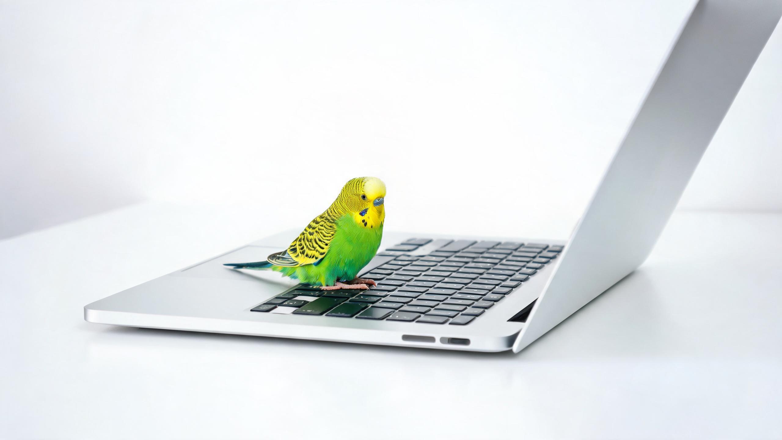 2026年Parakeet AI替代方案深度对比:留学生和海外华人该怎么选?