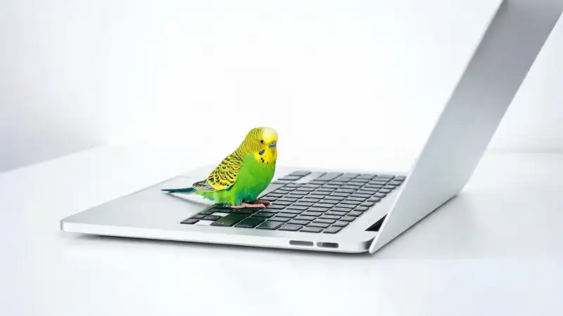 2026年Parakeet AI替代方案深度对比:留学生和海外华人该怎么选?